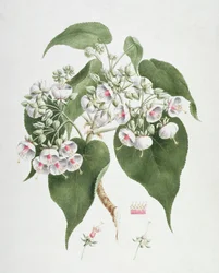 Walkuffa Nr.5 Dombeya torrida